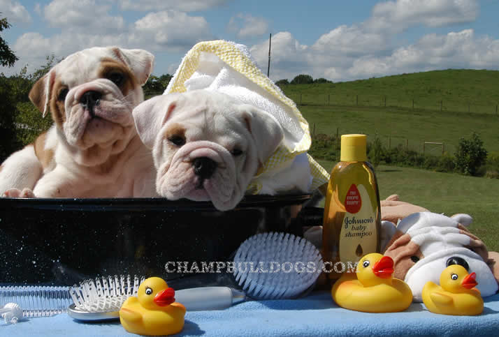 English bulldog puppies
